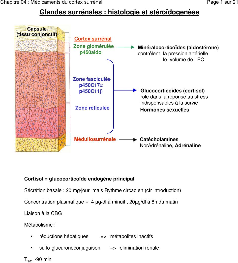 Hormones sexuelles Médullosurrénale Catécholamines NorAdrénaline, Adrénaline Cortisol = glucocorticoïde endogène principal Sécrétion basale : 20 mg/jour mais Rythme circadien (cfr introduction)