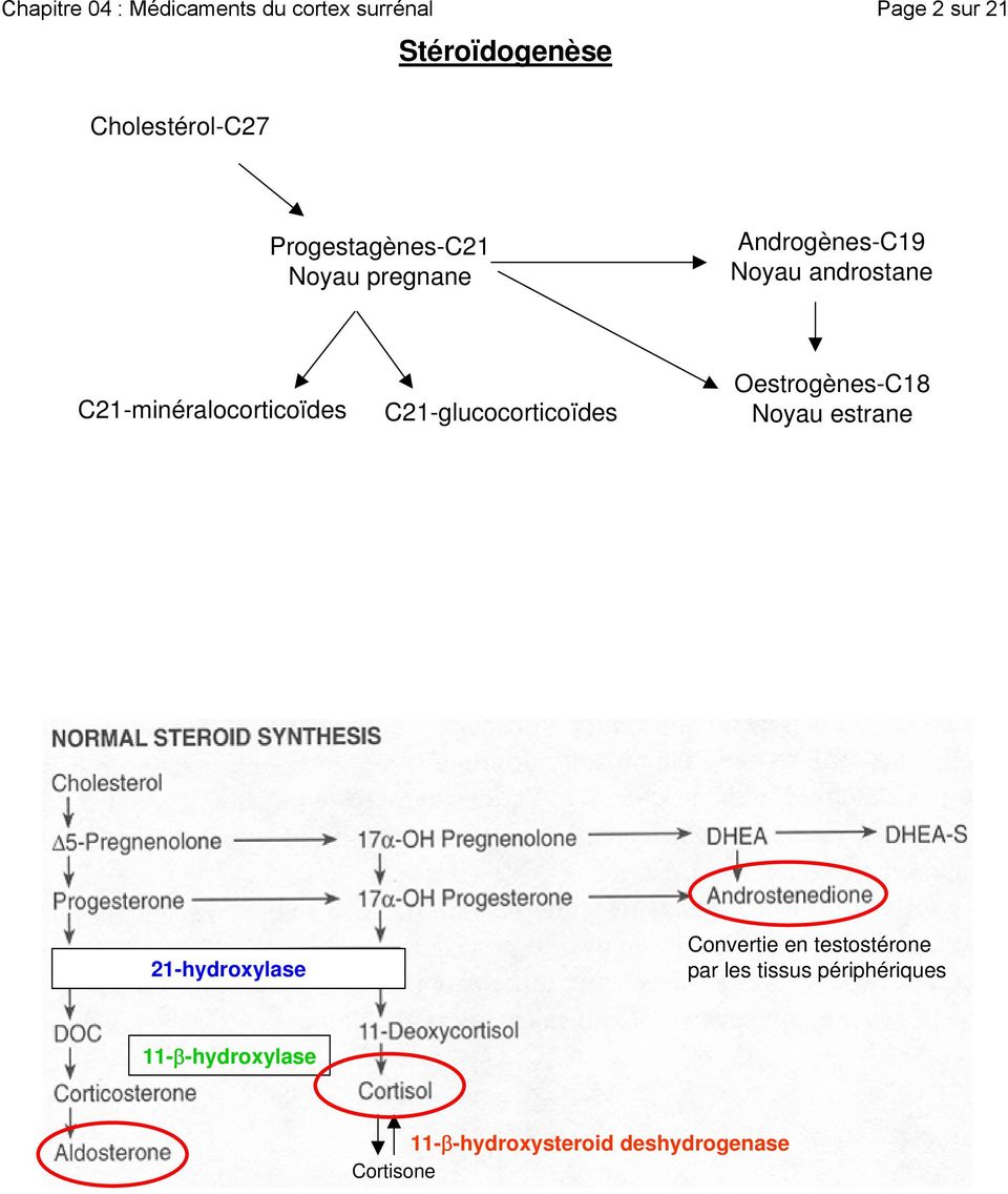 C21-glucocorticoïdes Oestrogènes-C18 Noyau estrane 21-hydroxylase Convertie en