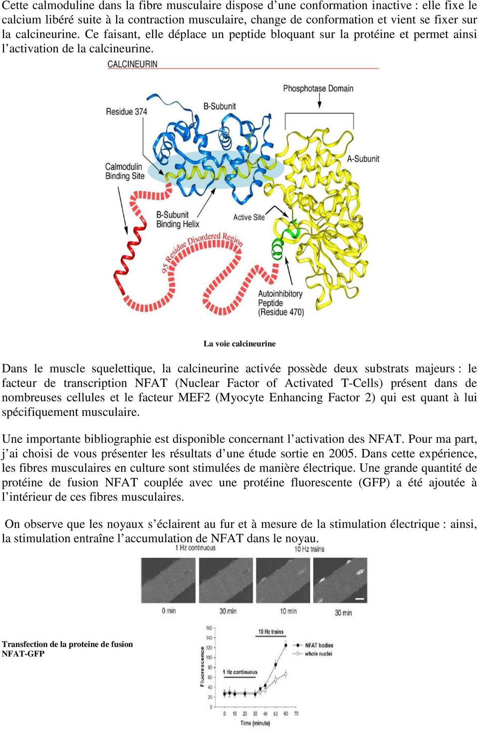 La voie calcineurine Dans le muscle squelettique, la calcineurine activée possède deux substrats majeurs : le facteur de transcription NFAT (Nuclear Factor of Activated T-Cells) présent dans de