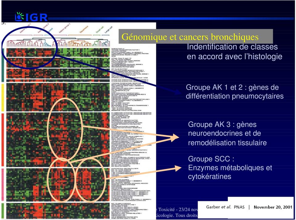 différentiation pneumocytaires Groupe AK 3 : gènes neuroendocrines