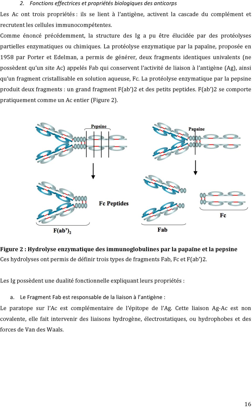 La protéolyse enzymatique par la papaïne, proposée en 1958 par Porter et Edelman, a permis de générer, deux fragments identiques univalents (ne possèdent qu un site Ac) appelés Fab qui conservent l