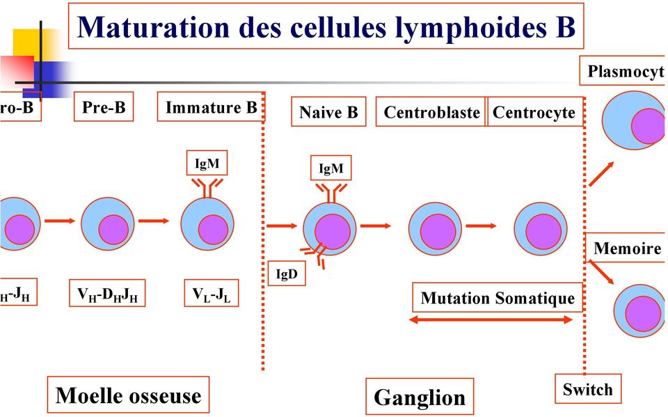 Centrocyte IgM IgM Memoire IgD -J H V H -D H J H