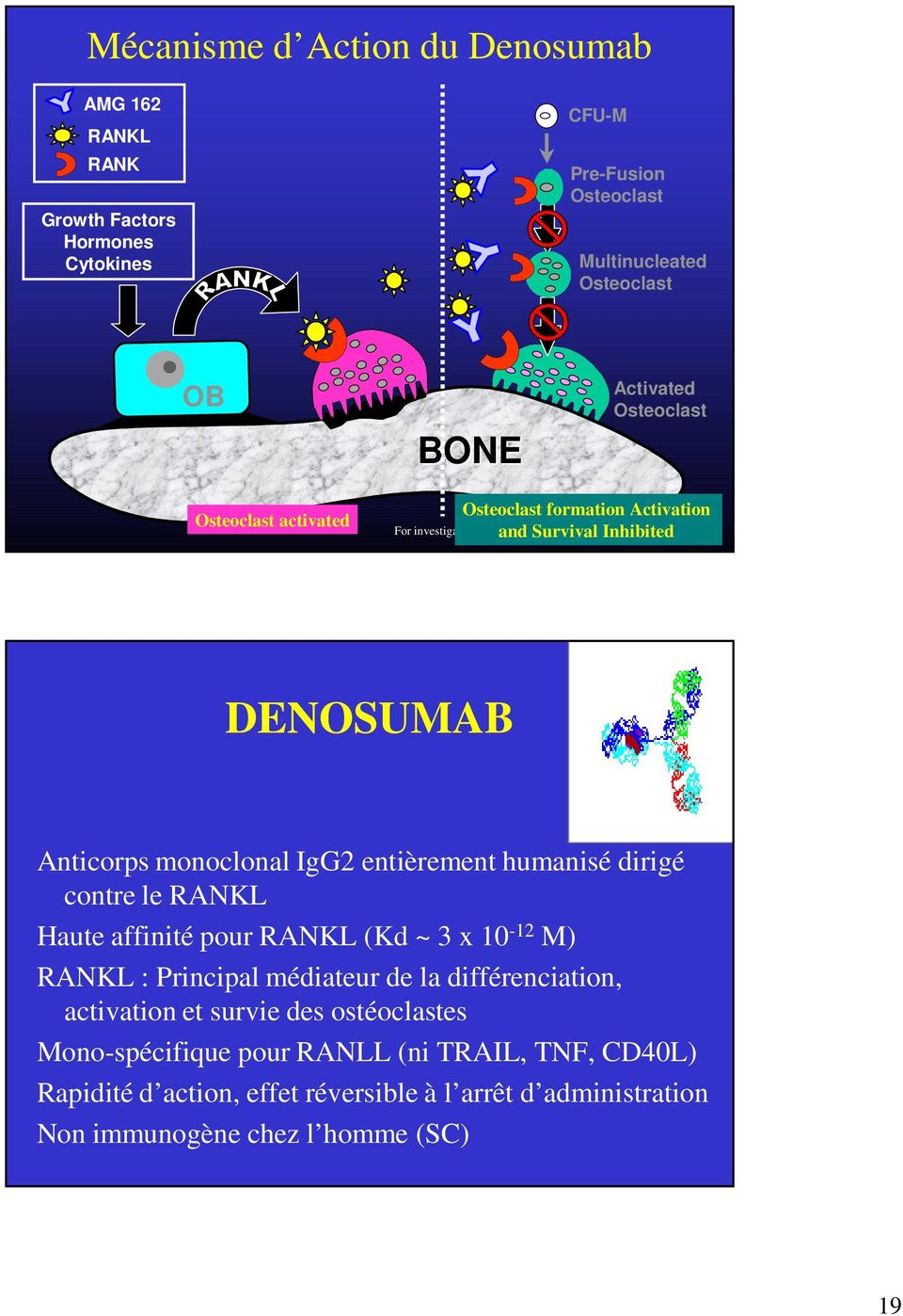 Amgen 2005 DENOSUMAB Anticorps monoclonal IgG2 entièrement humanisé dirigé contre le RANKL Haute affinité pour RANKL (Kd ~ 3 x 10-12 M) RANKL : Principal médiateur de