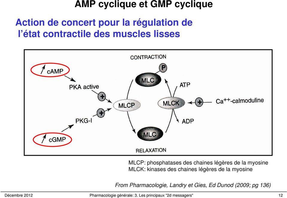 MLCK: kinases des chaines légères de la myosine From Pharmacologie, Landry et Gies,
