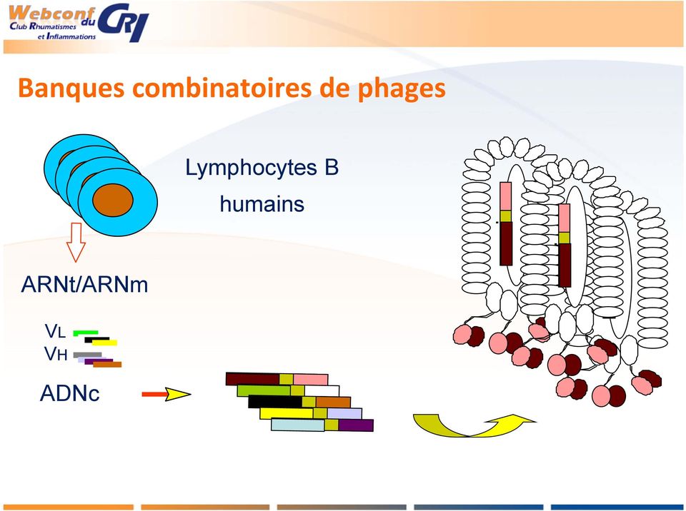 phages Lymphocytes