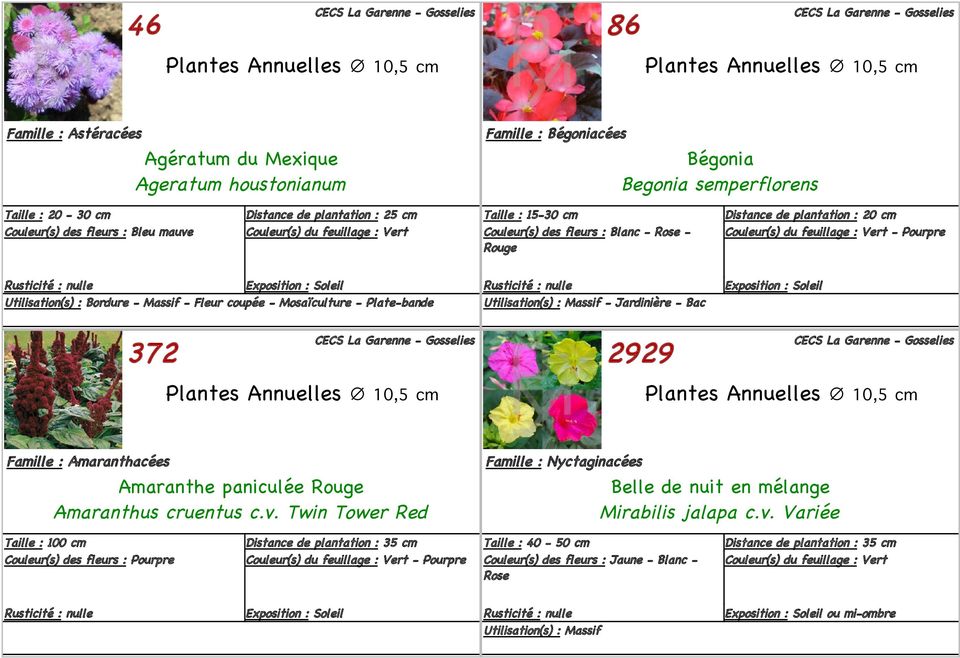 372 2929 Famille : Amaranthacées Amaranthe paniculée Rouge Amaranthus cruentus c.v.