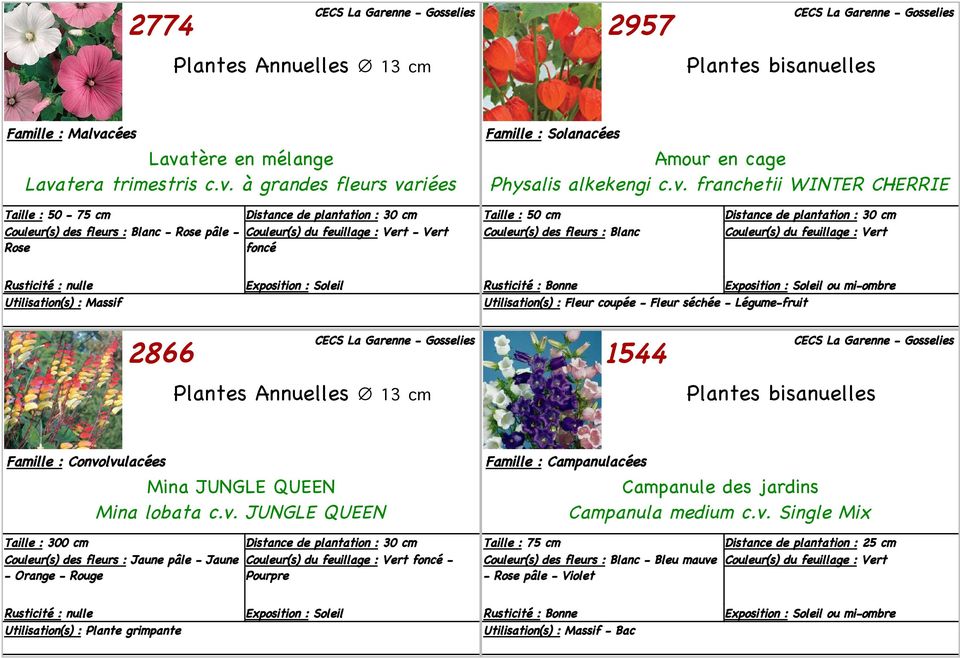 Utilisation(s) : Fleur coupée - Fleur séchée - Légume-fruit 2866 Plantes Annuelles 13 cm 1544 Plantes bisanuelles Famille : Convo