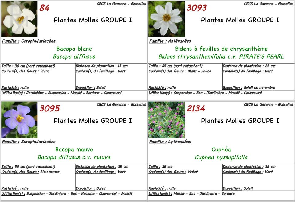 Jardinière - Suspension - Massif - Bordure - Couvre-sol 3095 Plantes Molles GROUPE I ou mi-ombre Utilisation(s) : Suspension - Bac - Jardinière - Massif - Couvre-sol 2134 Plantes Molles GROUPE I