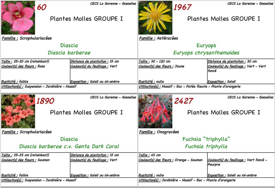 Bac - Potée fleurie - Plante d orangerie 2427 Plantes Molles GROUPE I Famille : Scrophulariacées Diascia Diascia barberae c.v.
