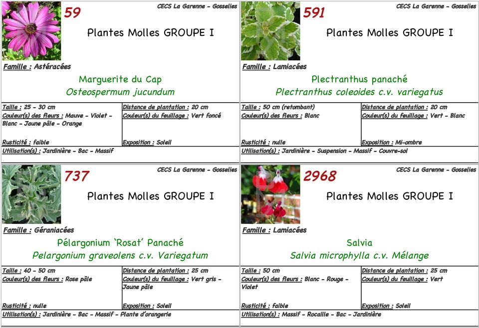 Utilisation(s) : Jardinière - Bac - Massif Exposition : Mi-ombre Utilisation(s) : Jardinière - Suspension - Massif - Couvre-sol 737 Plantes Molles GROUPE I 2968 Plantes Molles GROUPE I Famille :