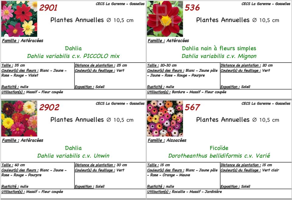 PICCOLO mix Dahlia nain à fleurs simples Dahlia va Mignon Taille : 35 cm Couleur(s) des fleurs : Blanc - Jaune - Rose - Rouge - Violet Taille : 20-30 cm Couleur(s) des fleurs : Blanc - Jaune
