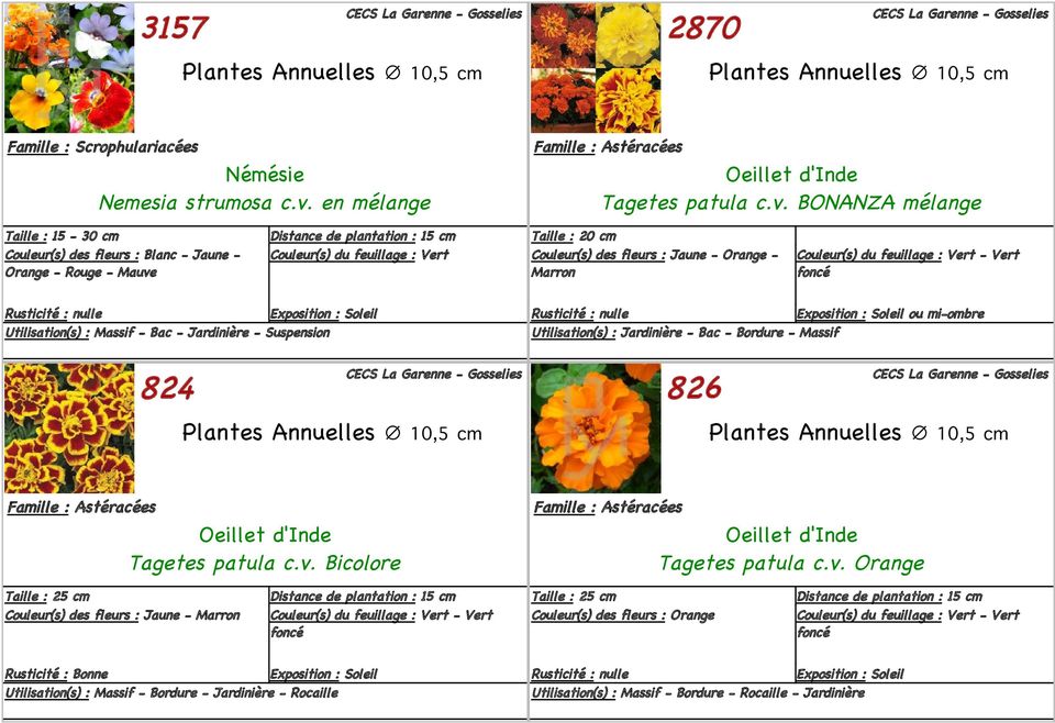 BONANZA mélange Taille : 15-30 cm Couleur(s) des fleurs : Blanc - Jaune - Orange - Rouge - Mauve Distance de plantation : 15 cm Taille : 20 cm - Orange - Marron - Vert foncé Utilisation(s) :