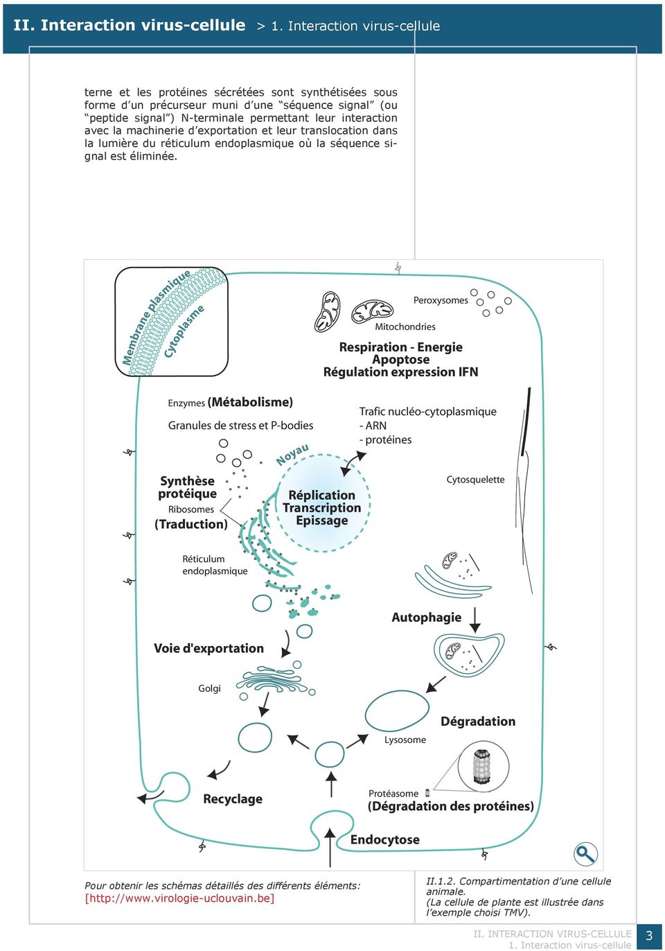 Cytoplasme Membrane plasmique Mitochondries Peroxysomes Respiration - Energie Apoptose Régulation expression IFN Enzymes (Métabolisme) Granules de stress et P-bodies Synthèse protéique Ribosomes