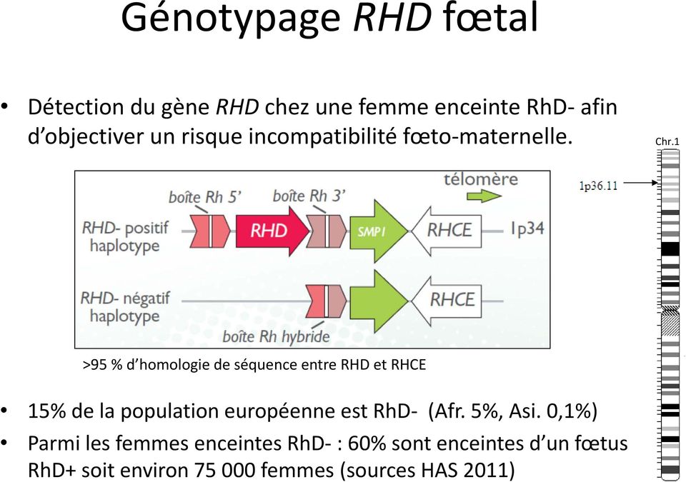 1 >95 % d homologie de séquence entre RHD et RHCE 15% de la population européenne est RhD