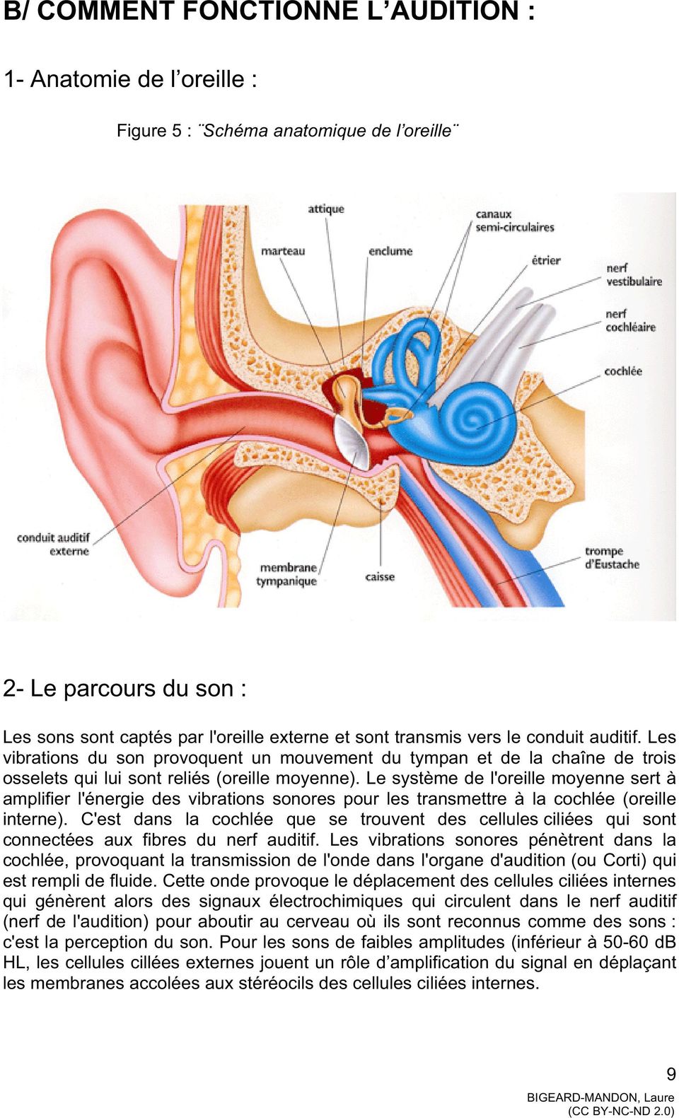 Le système de l'oreille moyenne sert à amplifier l'énergie des vibrations sonores pour les transmettre à la cochlée (oreille interne).