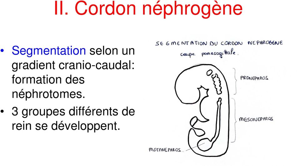 formation des néphrotomes.