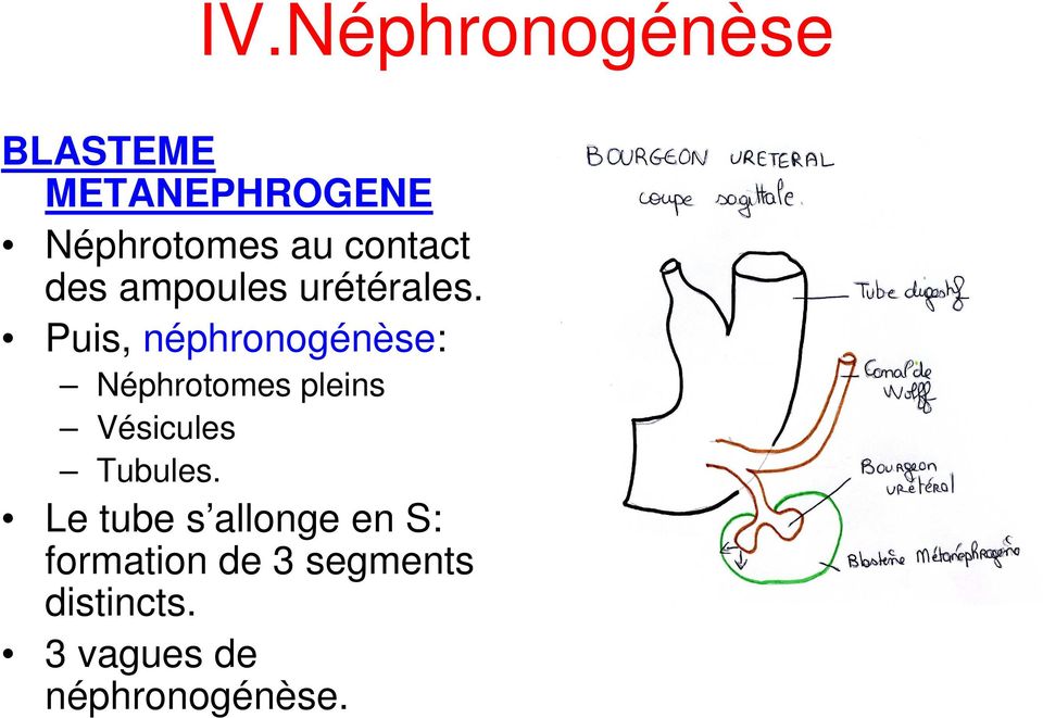 Puis, néphronogénèse: Néphrotomes pleins Vésicules Tubules.
