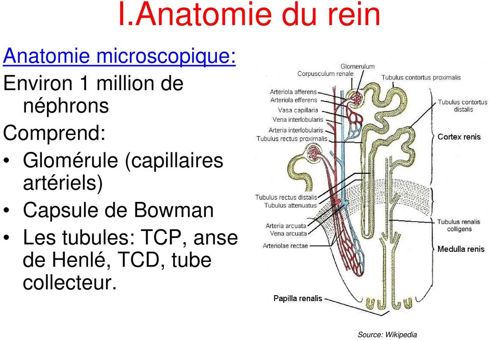 (capillaires artériels) Capsule de Bowman Les