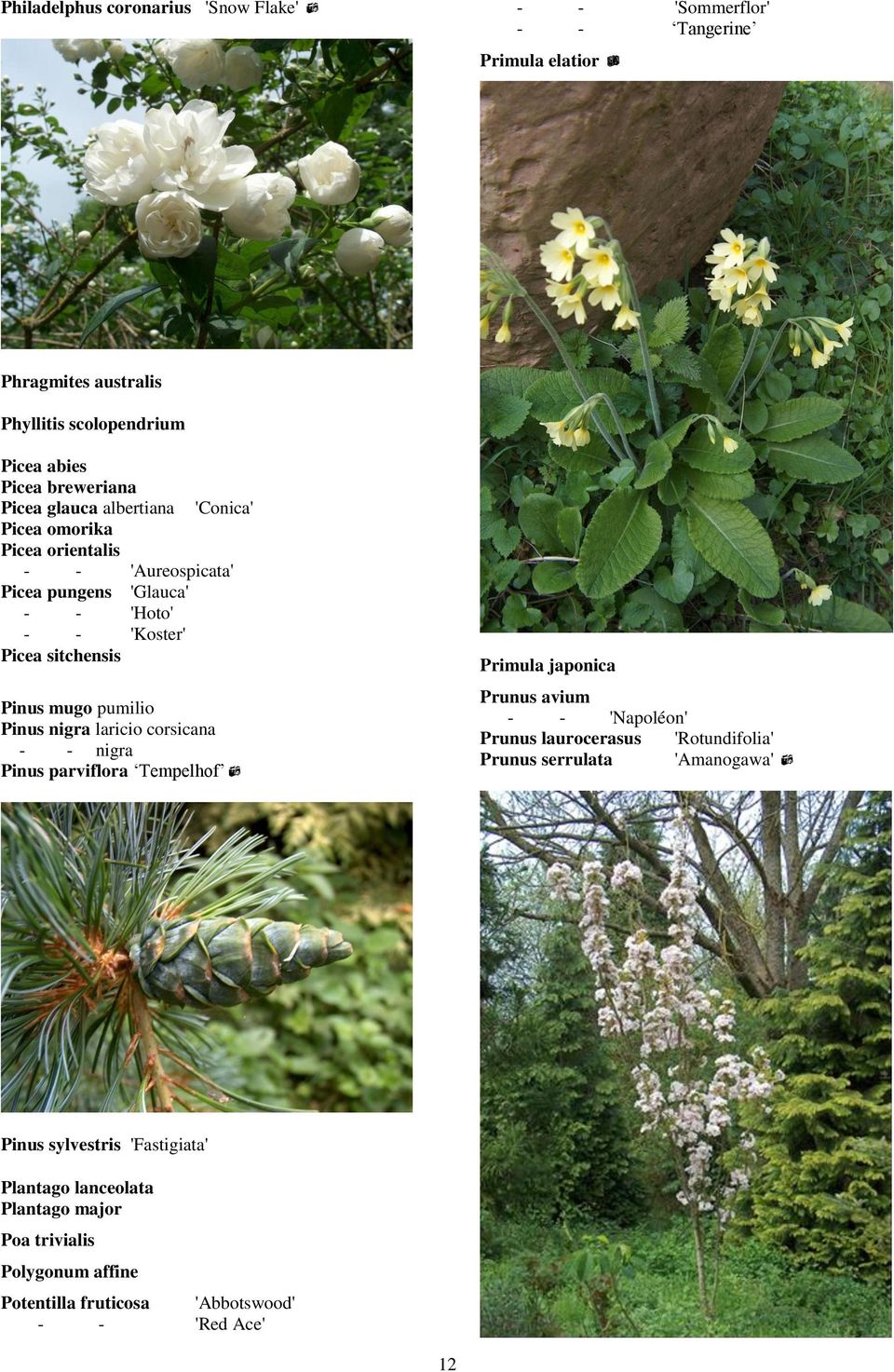pumilio Pinus nigra laricio corsicana - - nigra Pinus parviflora Tempelhof Primula japonica Prunus avium - - 'Napoléon' Prunus laurocerasus 'Rotundifolia' Prunus