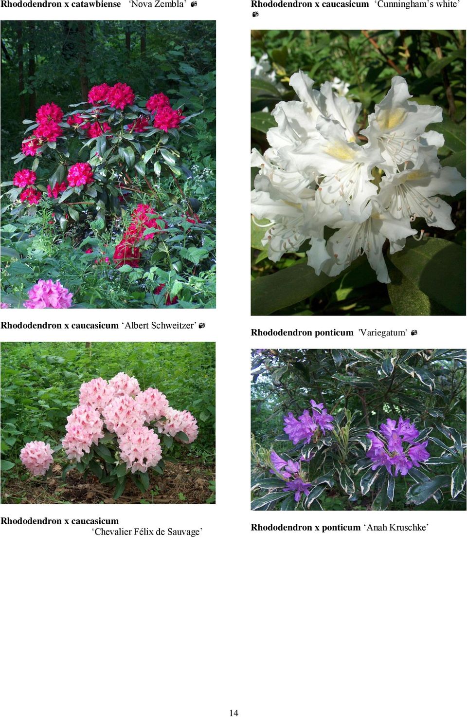 Schweitzer Rhododendron ponticum 'Variegatum' Rhododendron x