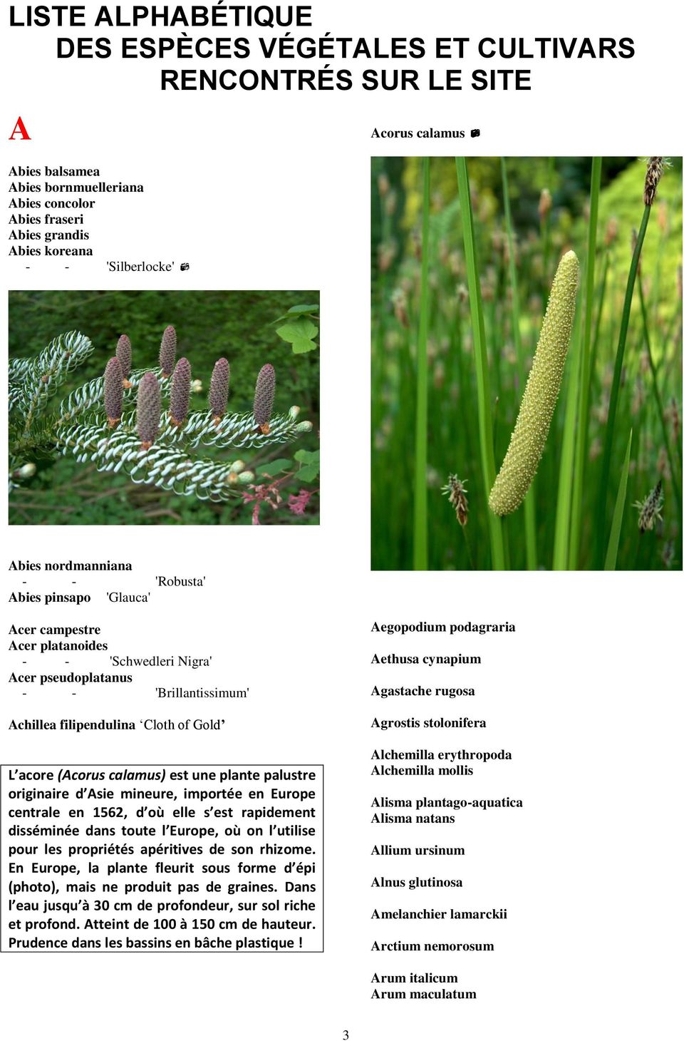 acore (Acorus calamus) est une plante palustre originaire d Asie mineure, importée en Europe centrale en 1562, d où elle s est rapidement disséminée dans toute l Europe, où on l utilise pour les