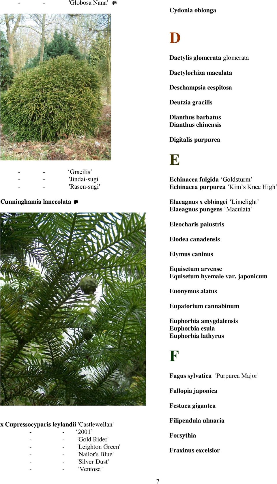 Elodea canadensis Elymus caninus Equisetum arvense Equisetum hyemale var.