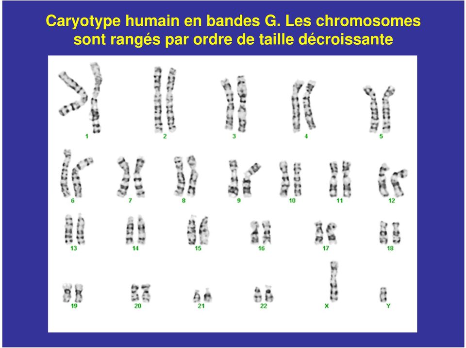 Les chromosomes sont