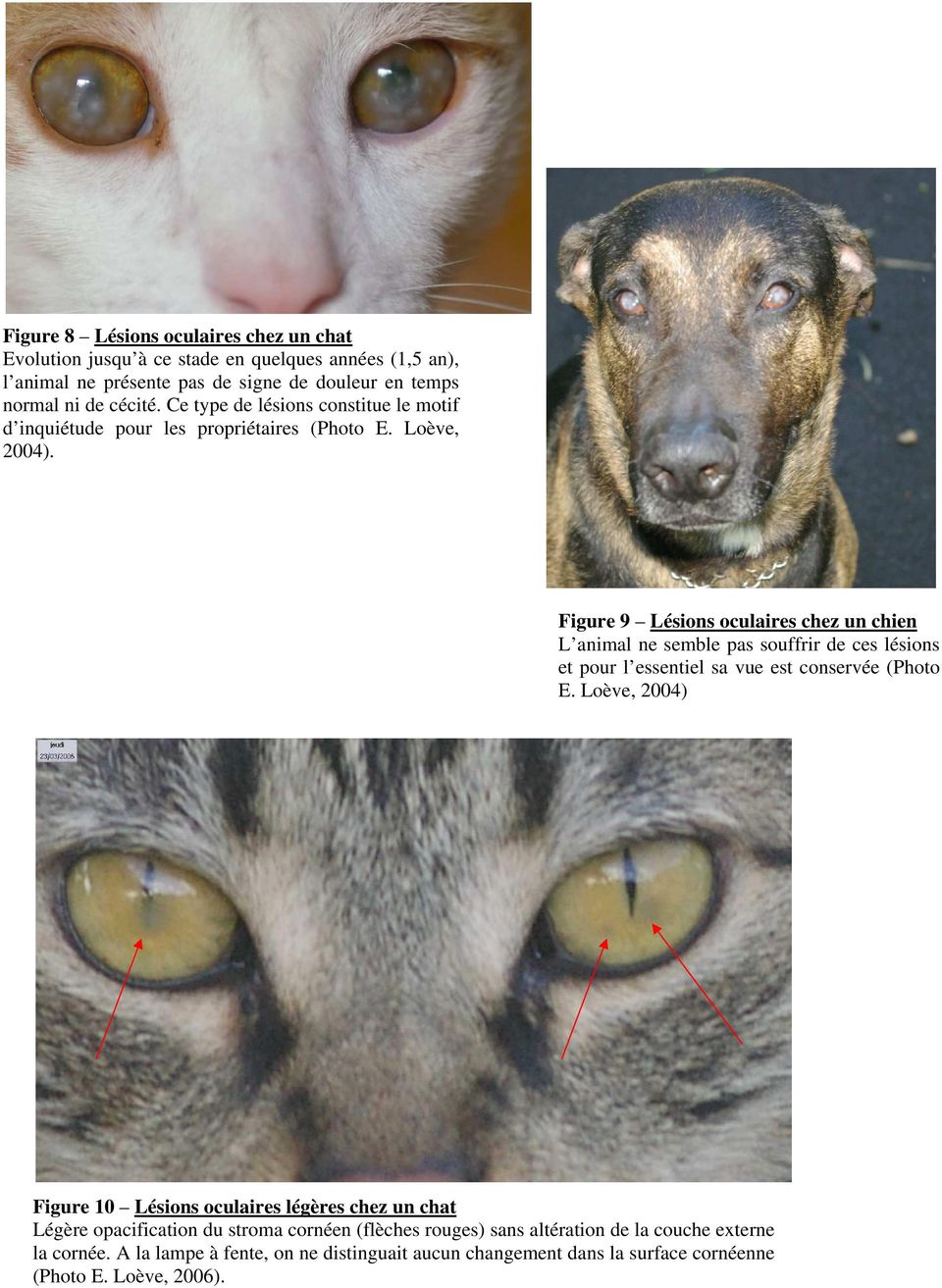 Figure 9 Lésions oculaires chez un chien L animal ne semble pas souffrir de ces lésions et pour l essentiel sa vue est conservée (Photo E.