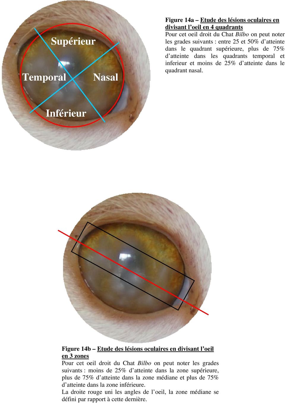 Inférieur Figure 14b Etude des lésions oculaires en divisant l oeil en 3 zones Pour cet oeil droit du Chat Bilbo on peut noter les grades suivants : moins de 25% d atteinte dans la