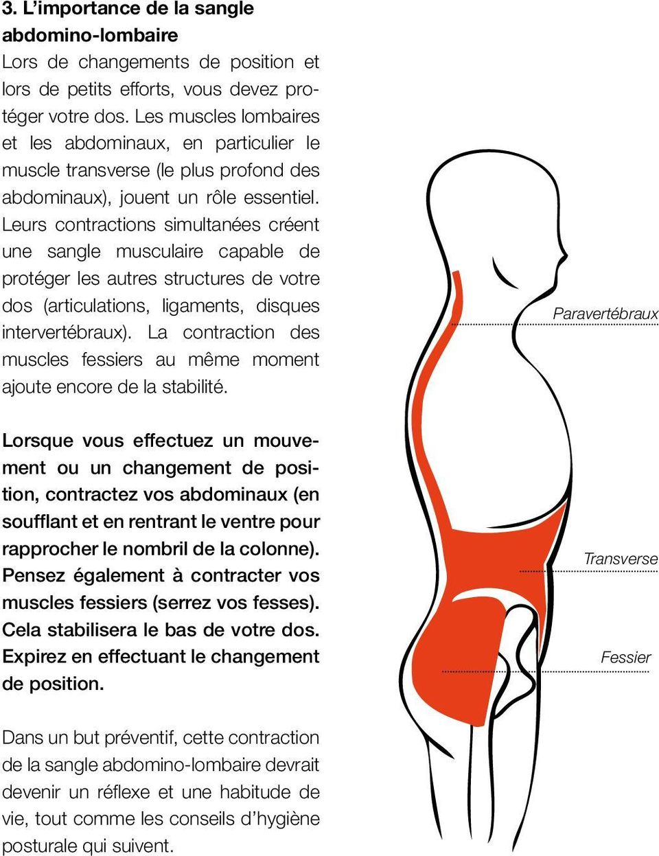 Leurs contractions simultanées créent une sangle musculaire capable de protéger les autres structures de votre dos (articulations, ligaments, disques intervertébraux).