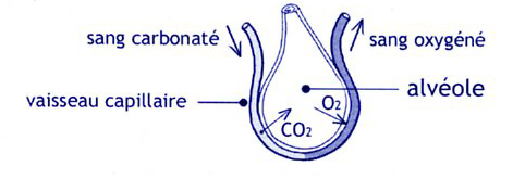 Le gaz tend à diffuser du milieu ou sa pression est la plus forte vers le milieu ou sa pression est moindre, jusqu à l équilibre.