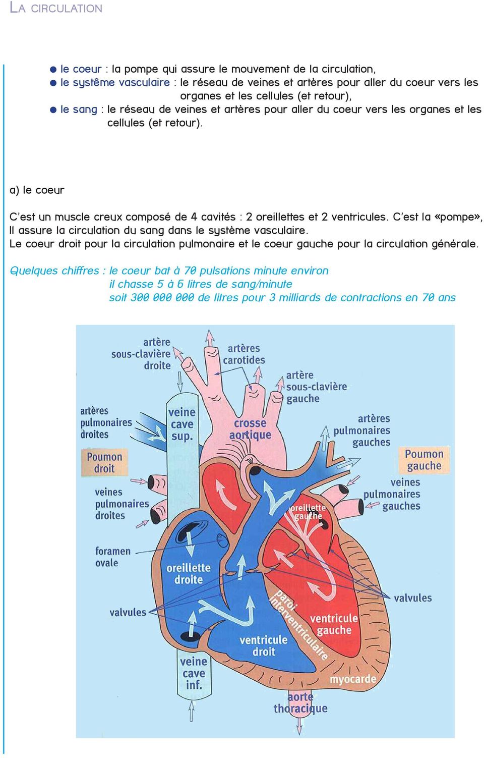 a) le coeur C est un muscle creux composé de 4 cavités : 2 oreillettes et 2 ventricules. C est la «pompe», Il assure la circulation du sang dans le système vasculaire.