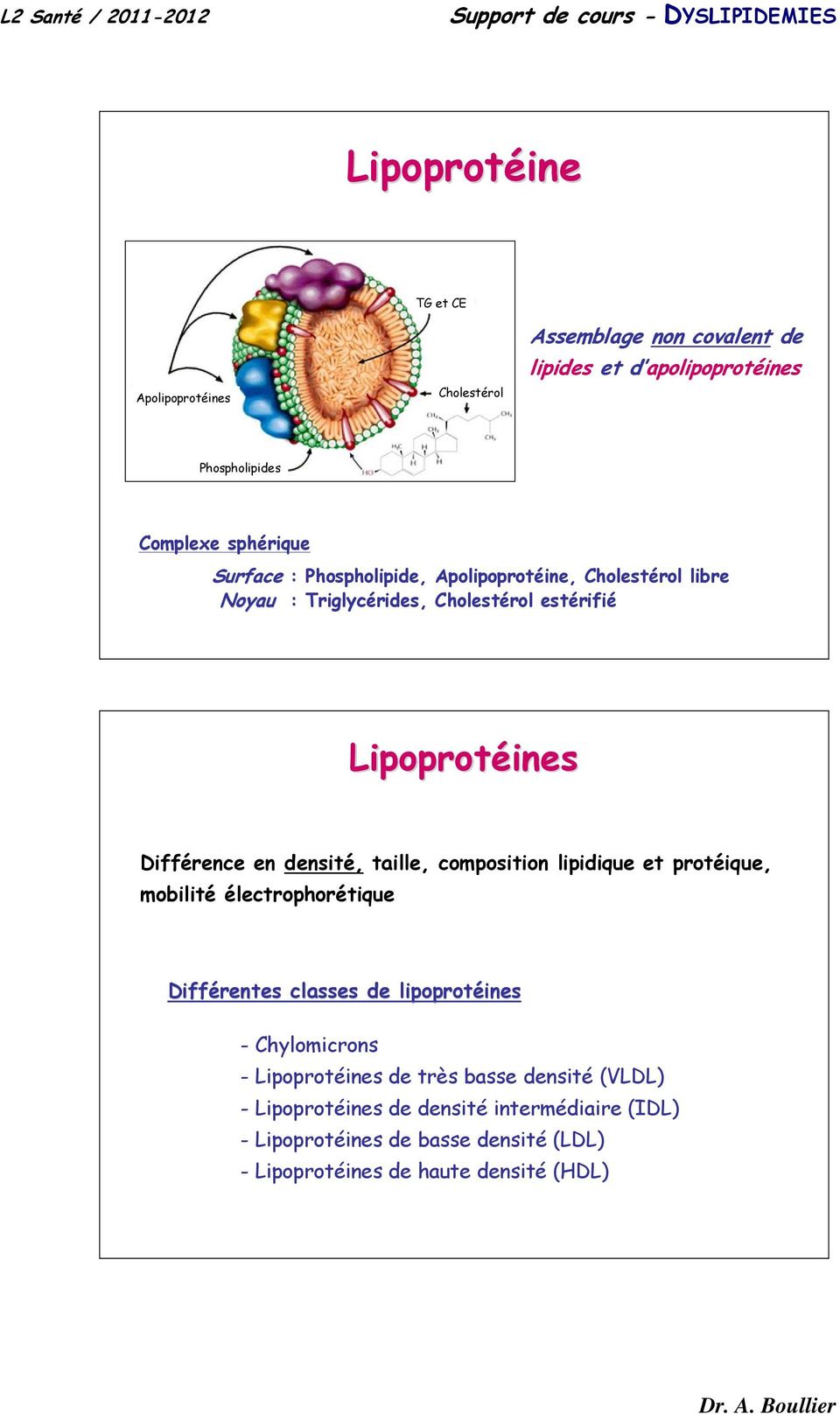 densité, taille, composition lipidique et protéique, mobilité électrophorétique Différentes classes de lipoprotéines ines - Chylomicrons -