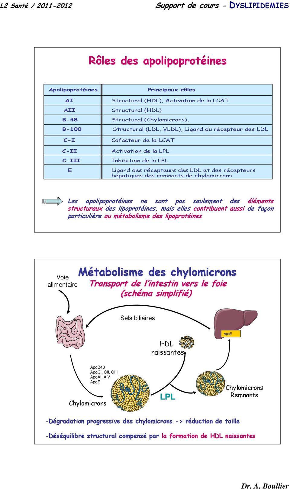ne sont pas seulement des éléments structuraux des lipoprotéines, mais elles contribuent aussi de façon particulière au métabolisme des lipoprotéines Voie alimentaire Métabolisme des chylomicrons