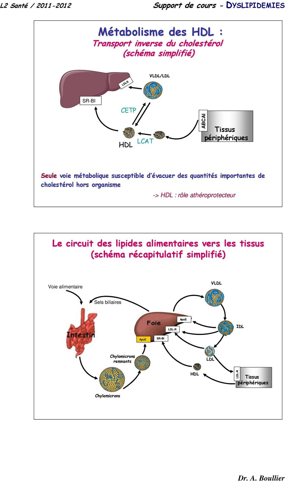 organisme -> > HDL : rôle athéroprotecteur Le circuit des lipides alimentaires vers les tissus (schéma récapitulatif r