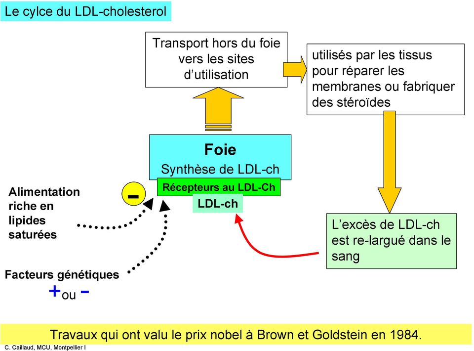 saturées Facteurs génétiques +ou - - Foie Synthèse de LDL-ch Récepteurs au LDL-Ch LDL-ch L excès