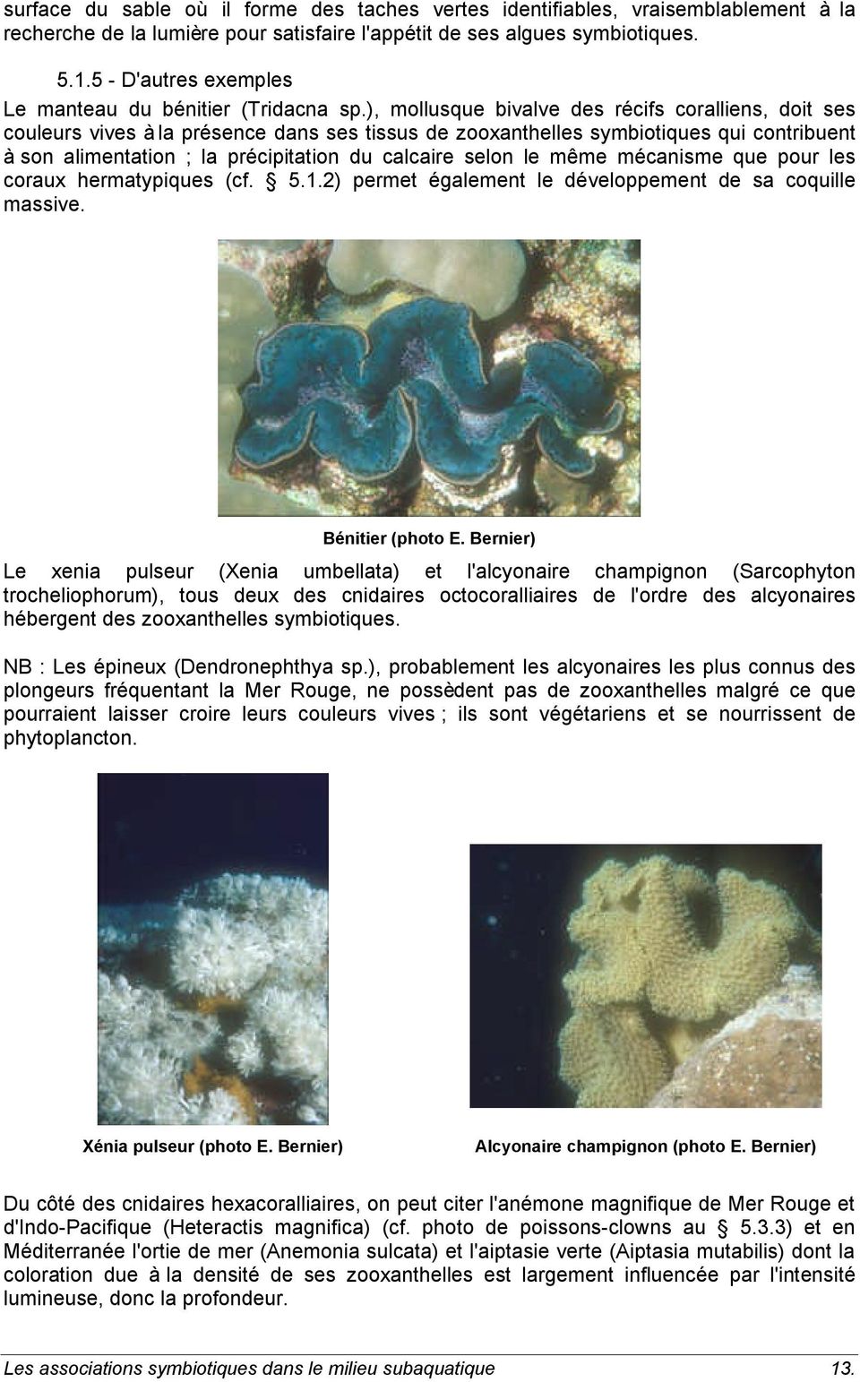 ), mollusque bivalve des récifs coralliens, doit ses couleurs vives à la présence dans ses tissus de zooxanthelles symbiotiques qui contribuent à son alimentation ; la précipitation du calcaire selon
