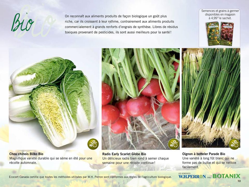Chou chinois Bilko Bio Magnifique variété durable qui se sème en été pour une récolte automnale.
