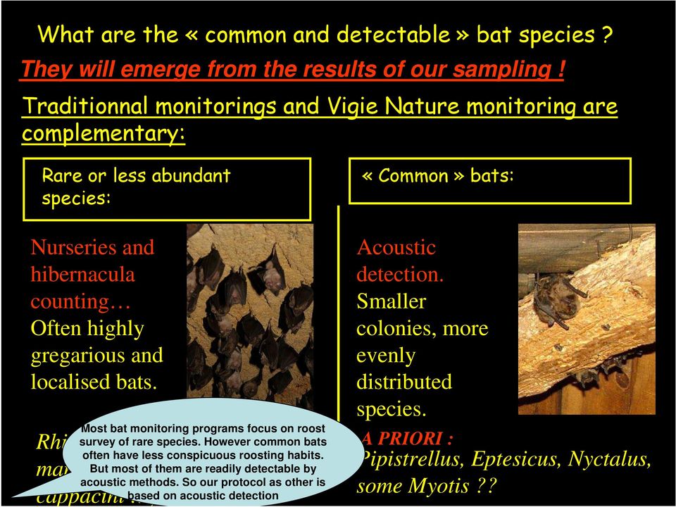 Most bat monitoring programs focus on roost survey of rare species. However common bats often have less conspicuous roosting habits.
