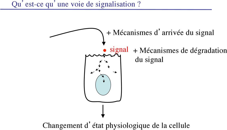 + Mécanismes de dégradation du signal