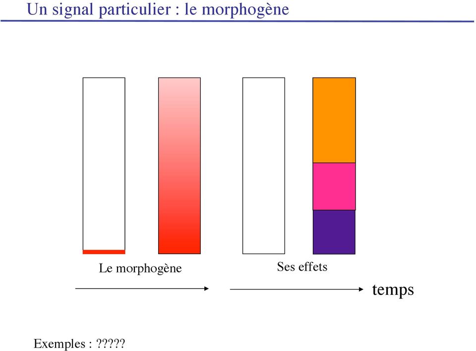 morphogène Le