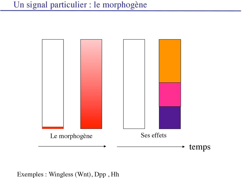 morphogène Ses effets