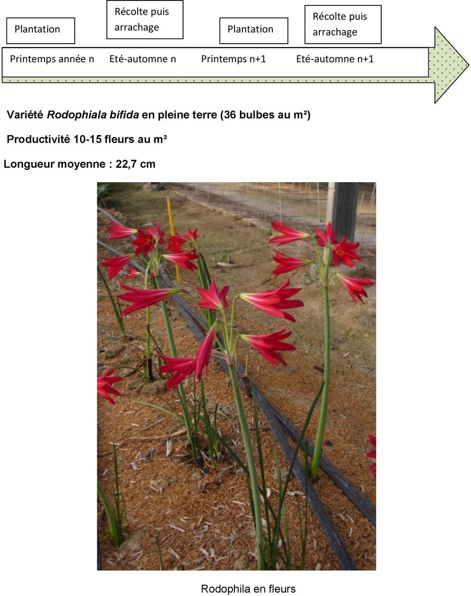 Eté-automne n+1 Variété Rodophiala bifida en pleine terre (36