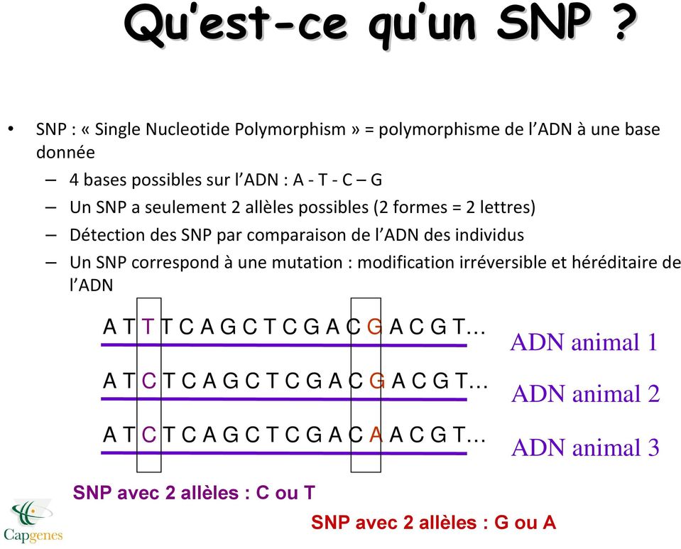 2 allèles possibles (2 formes = 2 lettres) Détection des SNP par comparaison de l ADN des individus Un SNP correspond àune mutation :