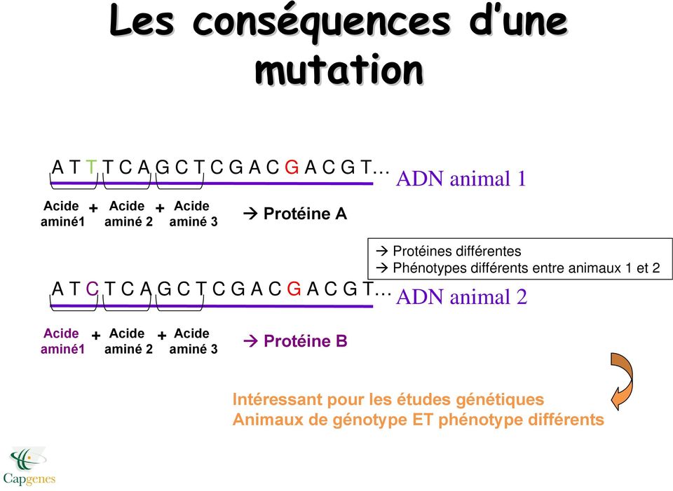 animaux 1 et 2 A T C T C A G C T C G A C G A C G T ADN animal 2 Acide Acide aminé 2 Acide aminé 3