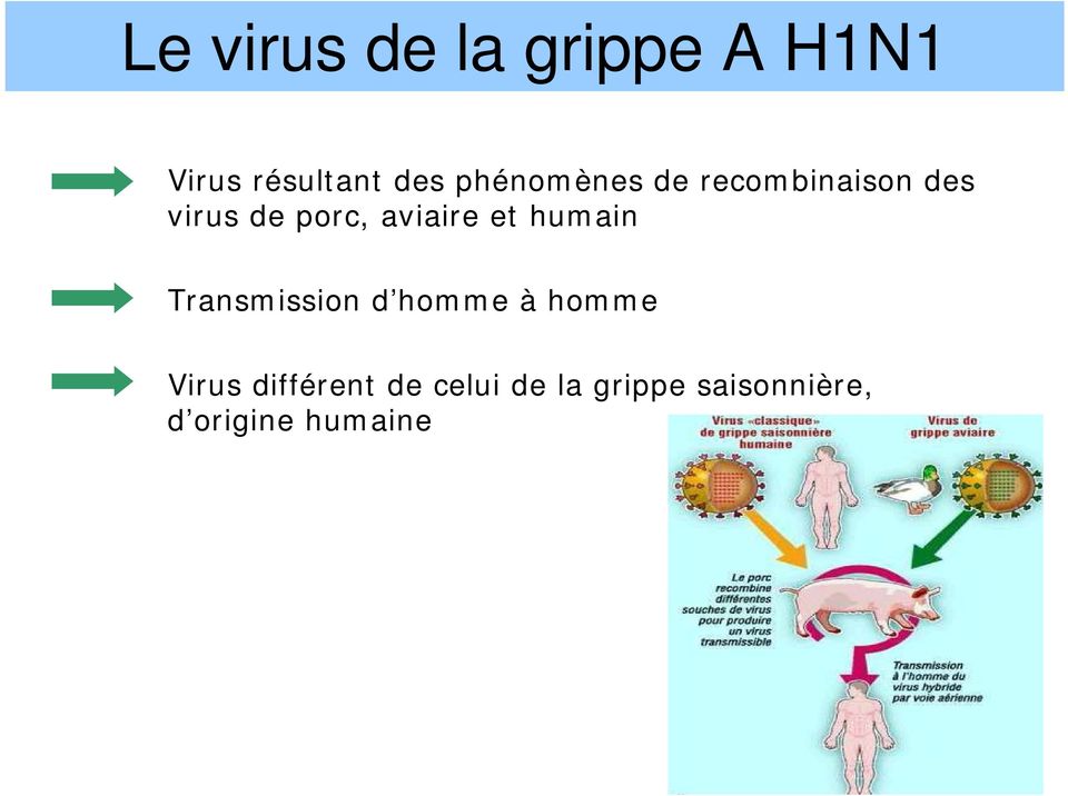 aviaire et humain Transmission d homme à homme Virus