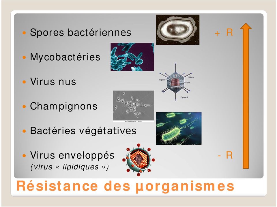 végétatives Virus enveloppés -R