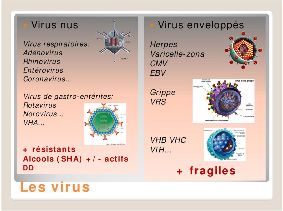 résistants Alcools (SHA) +/- actifs DD Les virus Virus