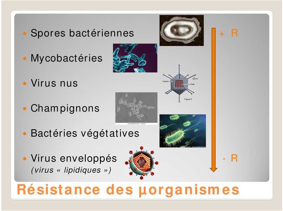 végétatives Virus enveloppés -R