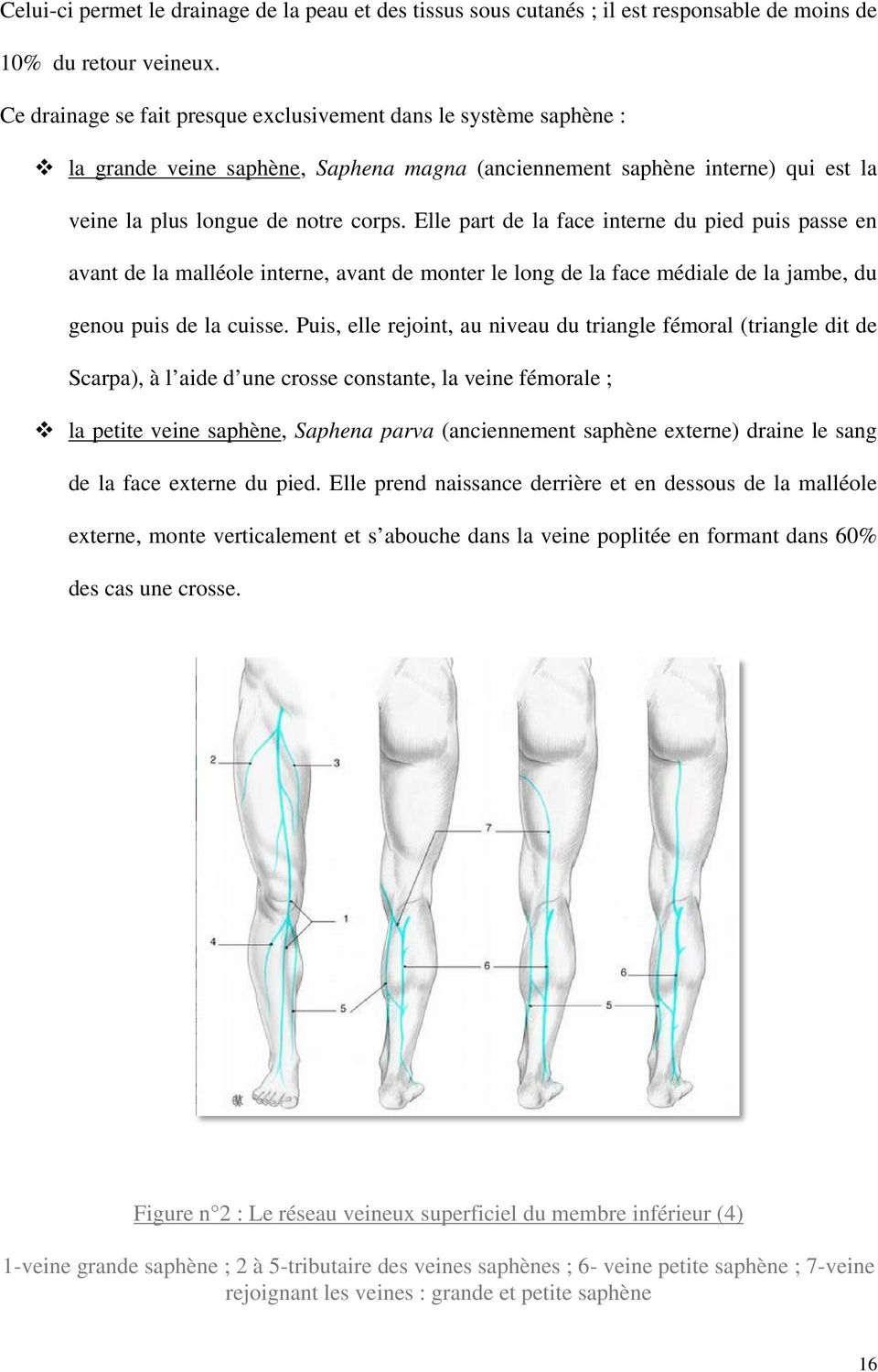 Elle part de la face interne du pied puis passe en avant de la malléole interne, avant de monter le long de la face médiale de la jambe, du genou puis de la cuisse.